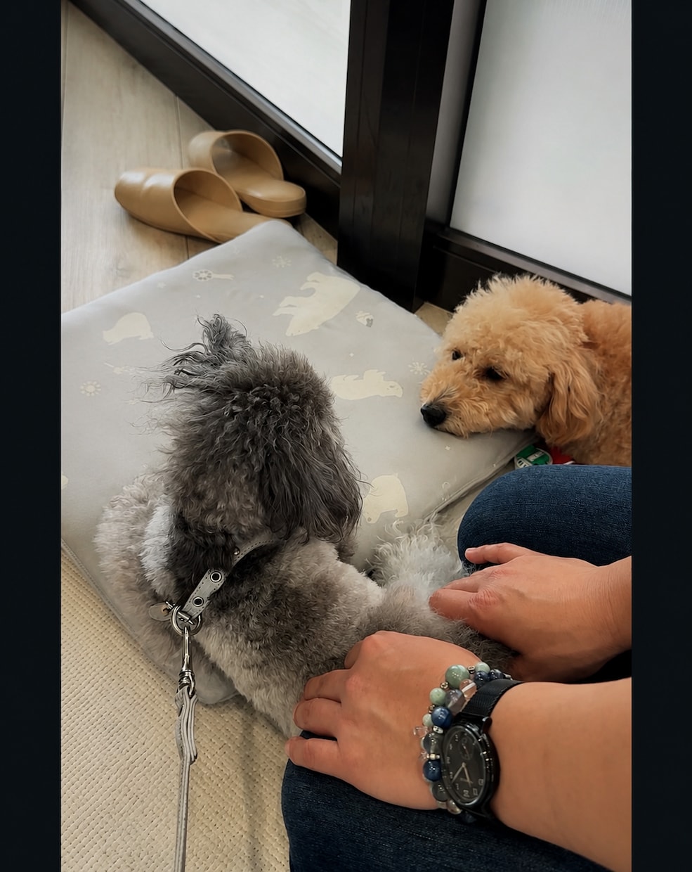 犬猫のペットアロマホームケアの基本を教えます 犬や猫がいても香りを使って大丈夫？基礎を学べる90分 イメージ6