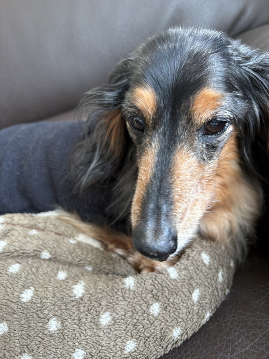 親と老犬のダブル介護経験者がお悩みを聞きます 17歳老犬の飼い主がシニア犬ケアや介護の愚痴聞きます イメージ3