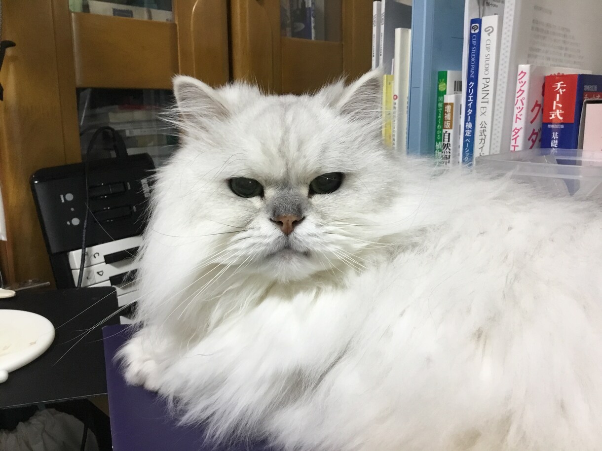 私の猫ブログに載せます 猫に関する情報などを私の猫ブログに載せます。 イメージ1