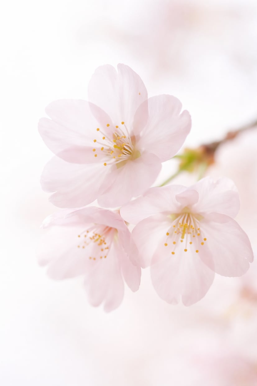 元ブライダルフローリストが花の悩み相談します 花の打ち合わせ前の不安をプロ目線で整理 イメージ1