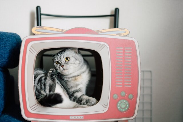テレビマンへのプレゼン練習できます あなたのプレスリリースでプレゼン練習してみませんか？ イメージ1