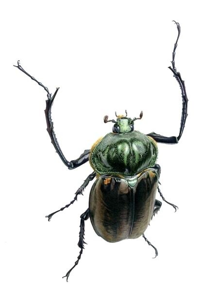生き物・自然・その他をリアルイラストで描きます 長年出版業界に携わっているプロイラストレーターが制作致します イメージ8