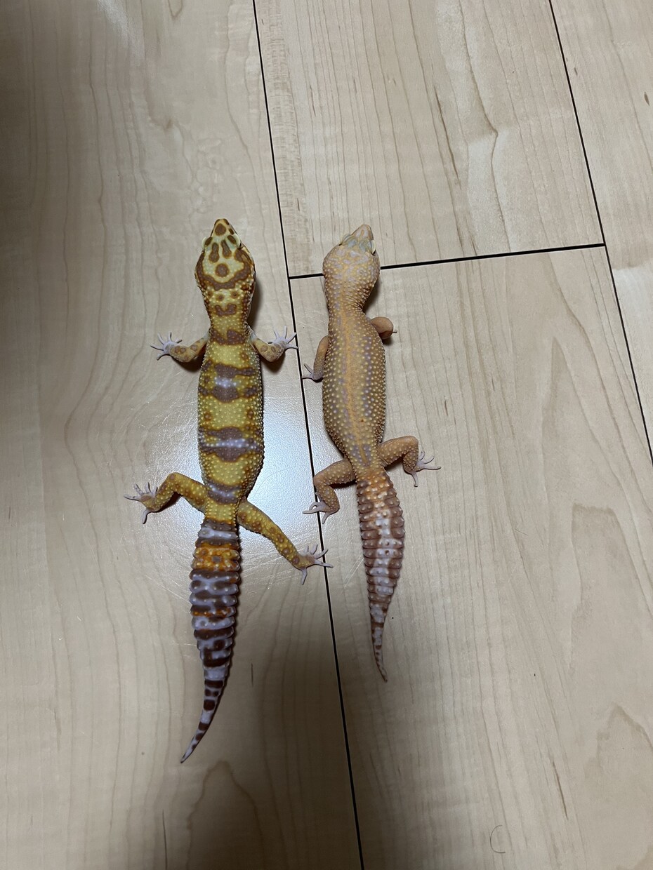 爬虫類に関するお悩みお受けします 飼育、モルフ、販売、買取、駆除、繁殖、何でも構いません！ イメージ1