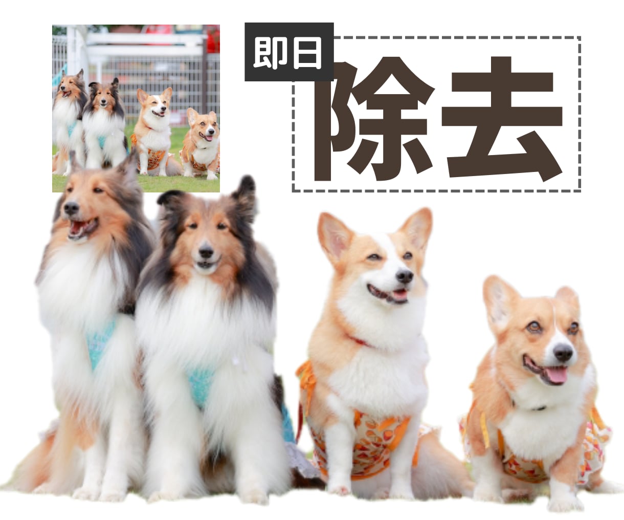 最短即日！キレイに背景透過・削除(白抜き)します ＼　通常価格　で　豊富な追加対応　／ イメージ5