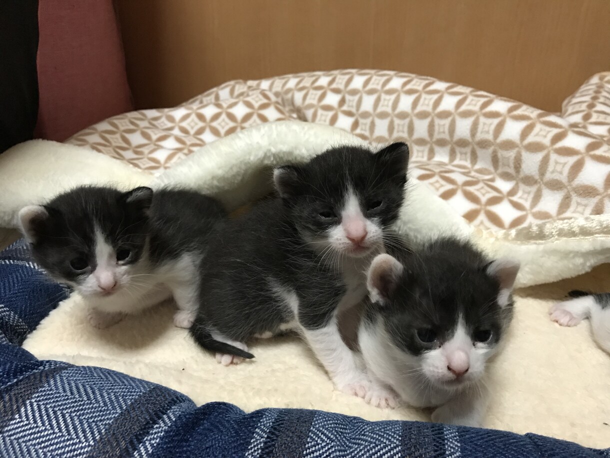 アニマルコミュニケーション、動物とお話致します 動物さんとお話します！どう思っているかを聞きます！ イメージ1