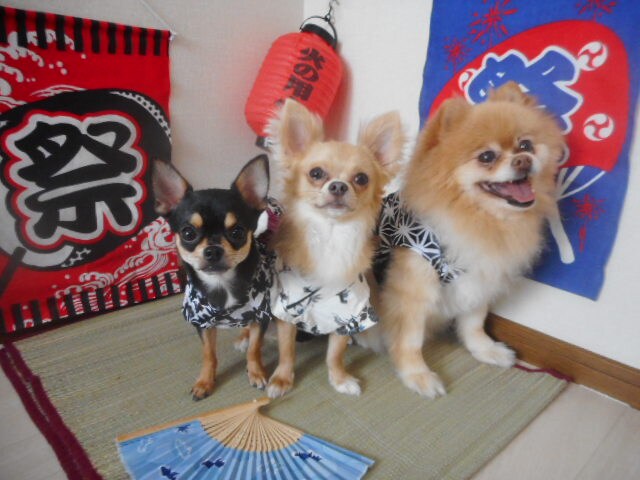 家族の犬と、より楽しい暮らしをお手伝いします 褒めてしつけるトレーニング方法なので、ご家族様も安心！ イメージ1