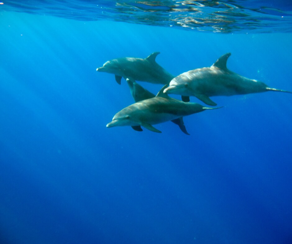 シリウスのエネルギーで浄化、ヒーリングします あなたの抱えた闇を光へと変換し、安心のエネルギーで満たします イメージ7