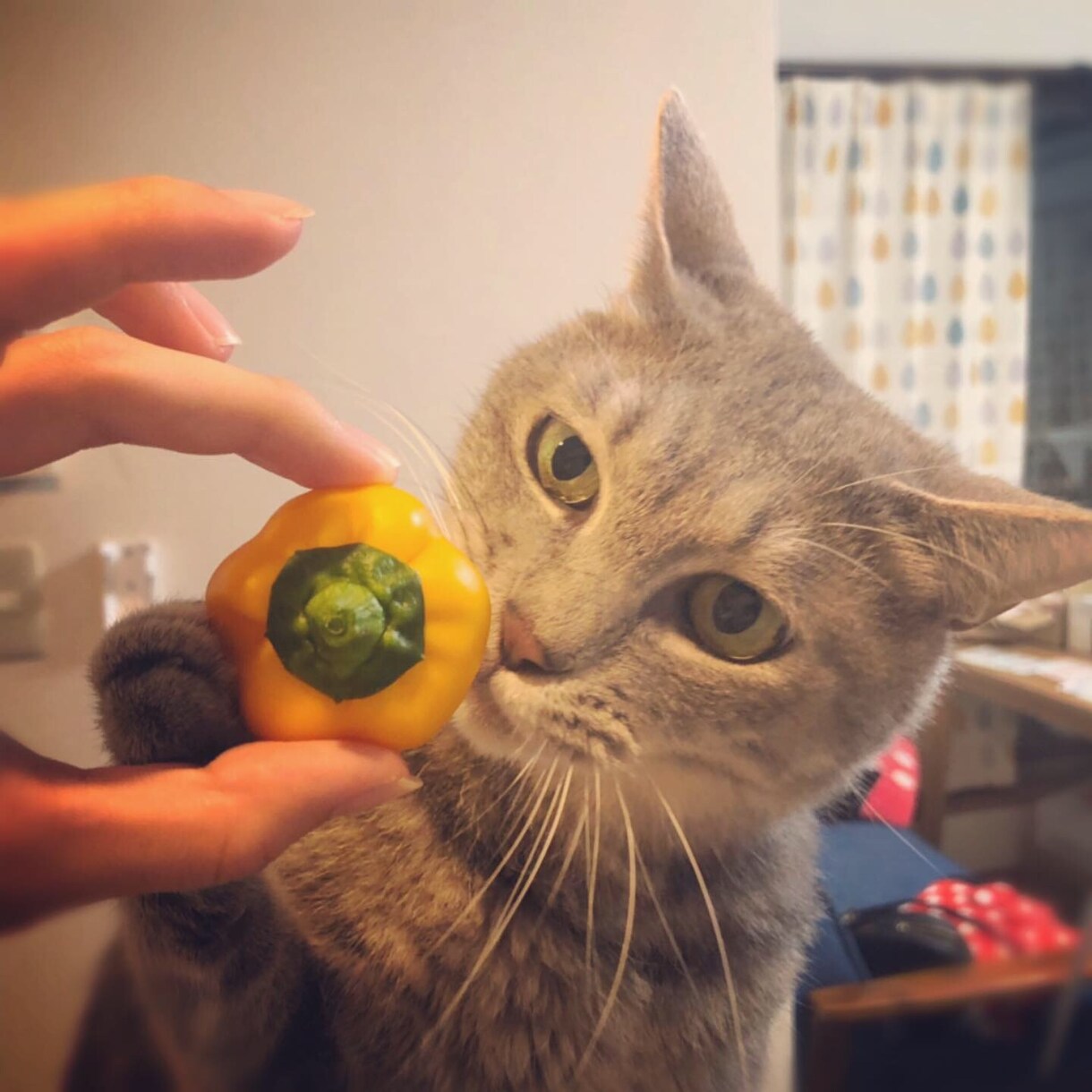 猫ちゃんのお食事に関するお悩み相談にのります 食の悩みを解決して飼い主さんも猫ちゃんもしあわせに！ イメージ6
