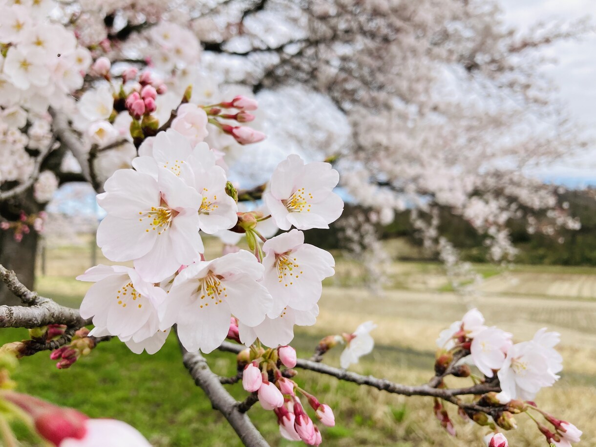 自然寄りの暮らしって実際どう？お話しします のんびり暮らしのリアル、お話しします イメージ3