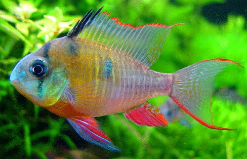 失敗しない熱帯魚の育て方教えます 元気な熱帯魚・死なせない熱帯魚！最初から教えます。 イメージ1