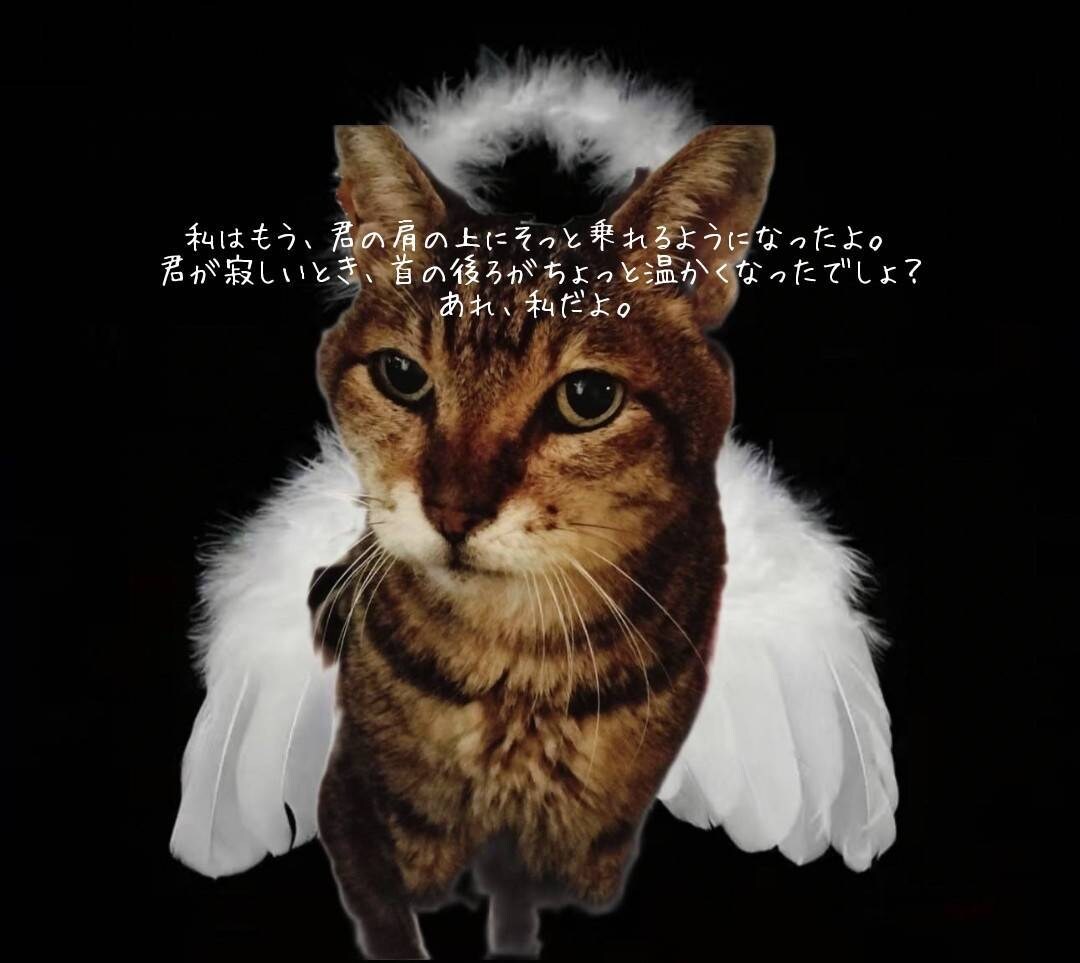 猫のオラクルカードでメッセージを届けます ネコ世界から届く愛と癒やしのスピリットメッセージ イメージ8