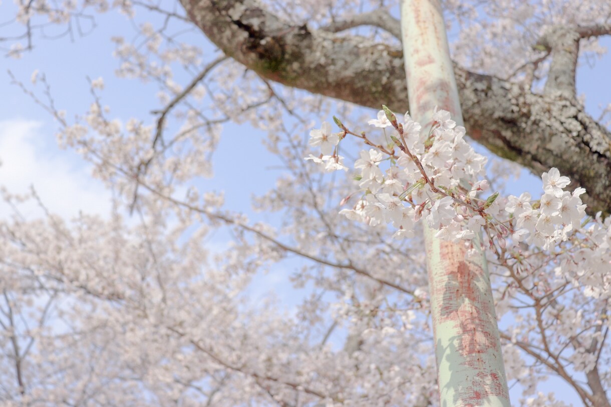 アイコン用や壁紙、広告用写真撮れます 風景、季節物等のエモい写真お撮りします。 イメージ2