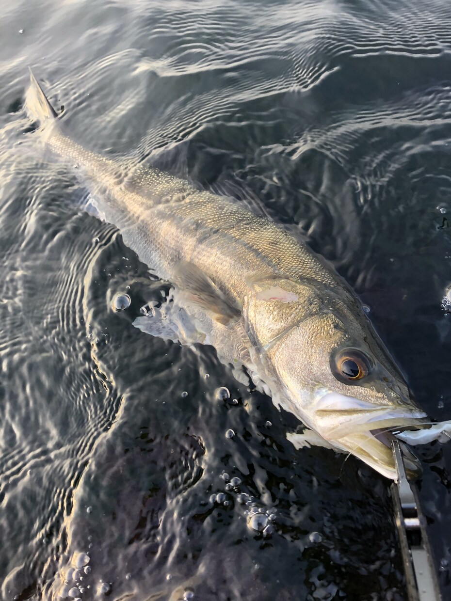 シーバス初心者に最初の1匹が釣れるノウハウ教えます 初心者の方に、最初の一匹を釣るまでの考え方を伝授します。 イメージ3