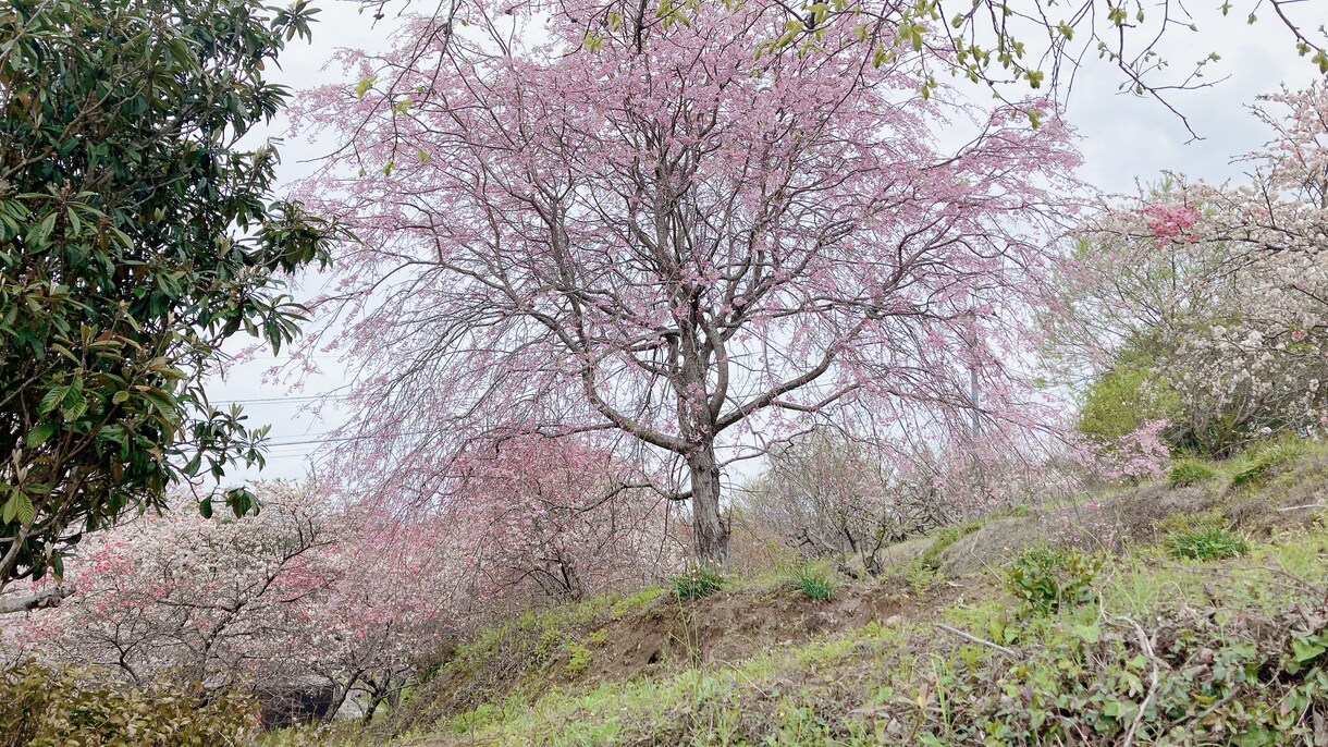 子育て、親子関係のモヤモヤ、一緒に考えます 親子の悩み、それは自分が成長するプロセスかも。 イメージ1