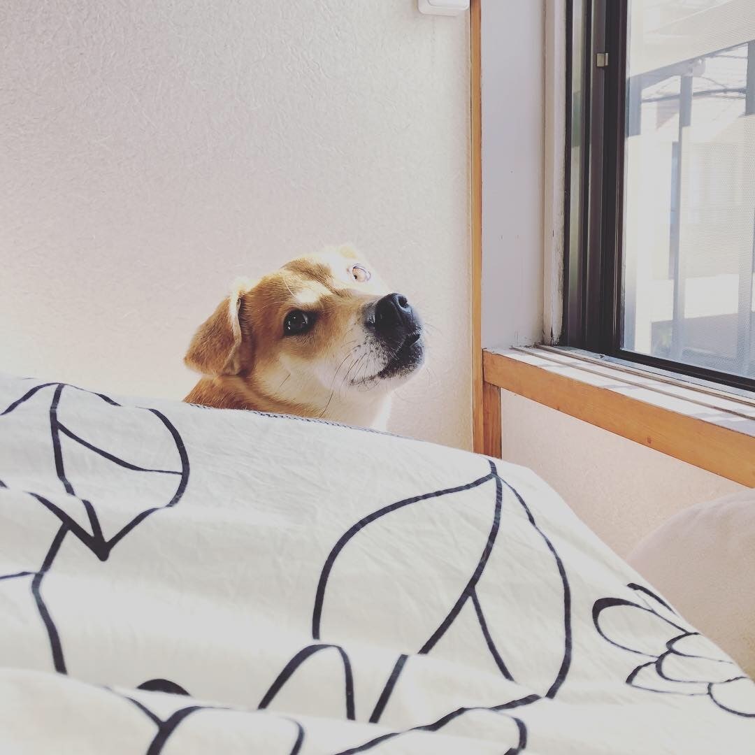 しつけ＊愛犬とのより良い暮らしのお手伝いします 犬の困った行動はしつけのせいだと思っていませんか？ イメージ1