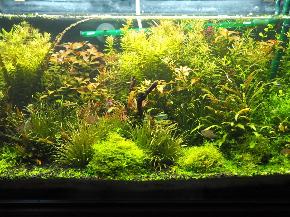 水草、メダカの育て方教えます 水草歴10年フリマアプリ販売数　年1万本 イメージ6