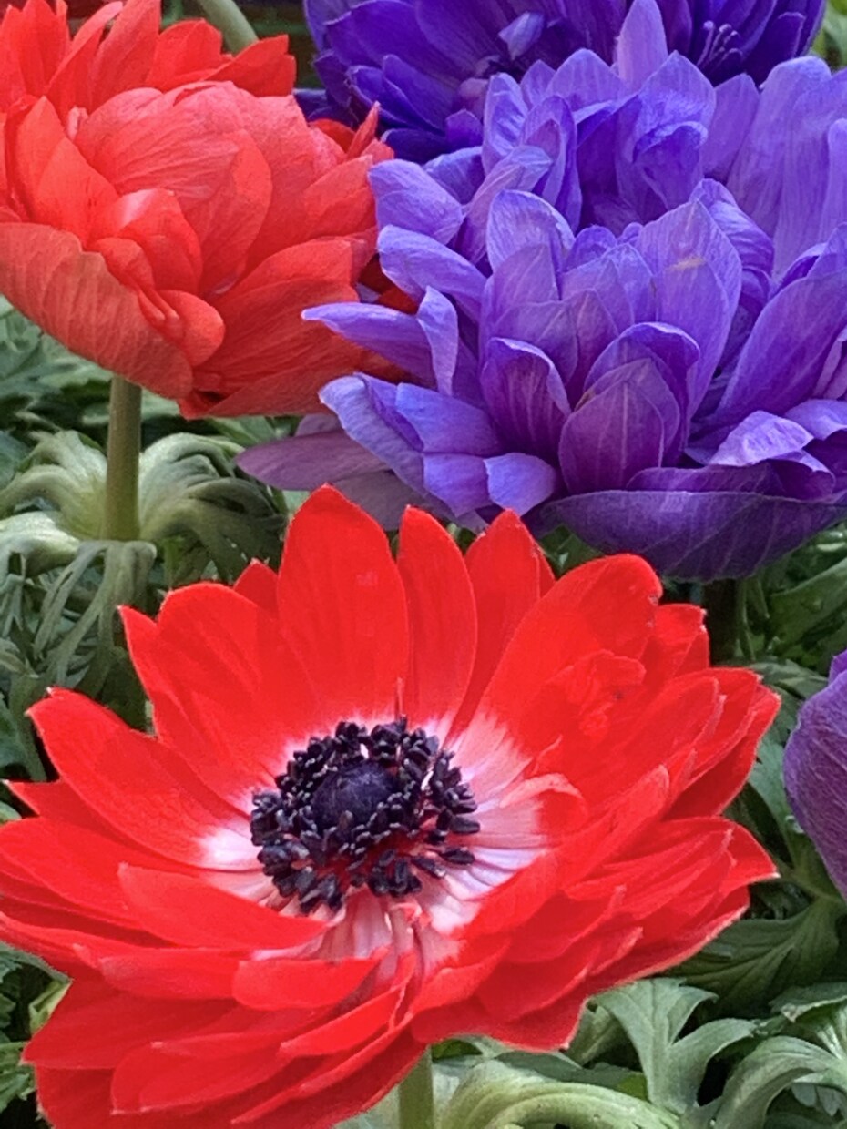 印象に残る季節の草花の写真を提供します 自然の色とりどりの草花で、より鮮やかな日常にします イメージ4