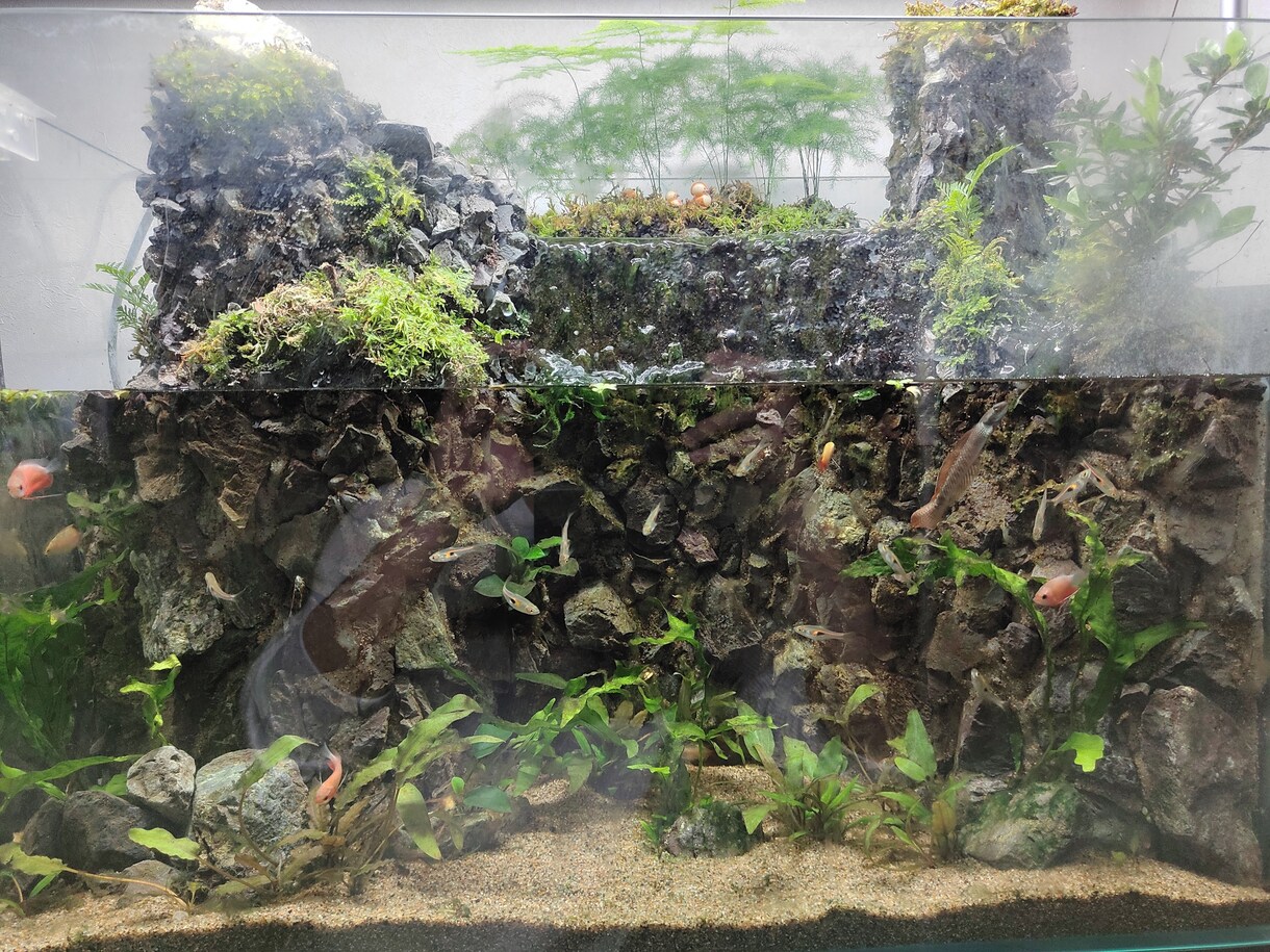熱帯魚、水草飼育のアドバイスします 熱帯魚飼育初心者の方向けに、生体お迎えまでサポートします♪ イメージ2