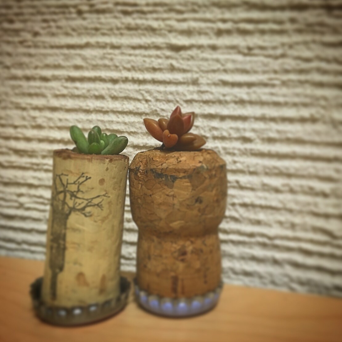 多肉の寄せ植え教えます プレゼントにもぴったりの多肉を寄せ植えしませんか！ イメージ5