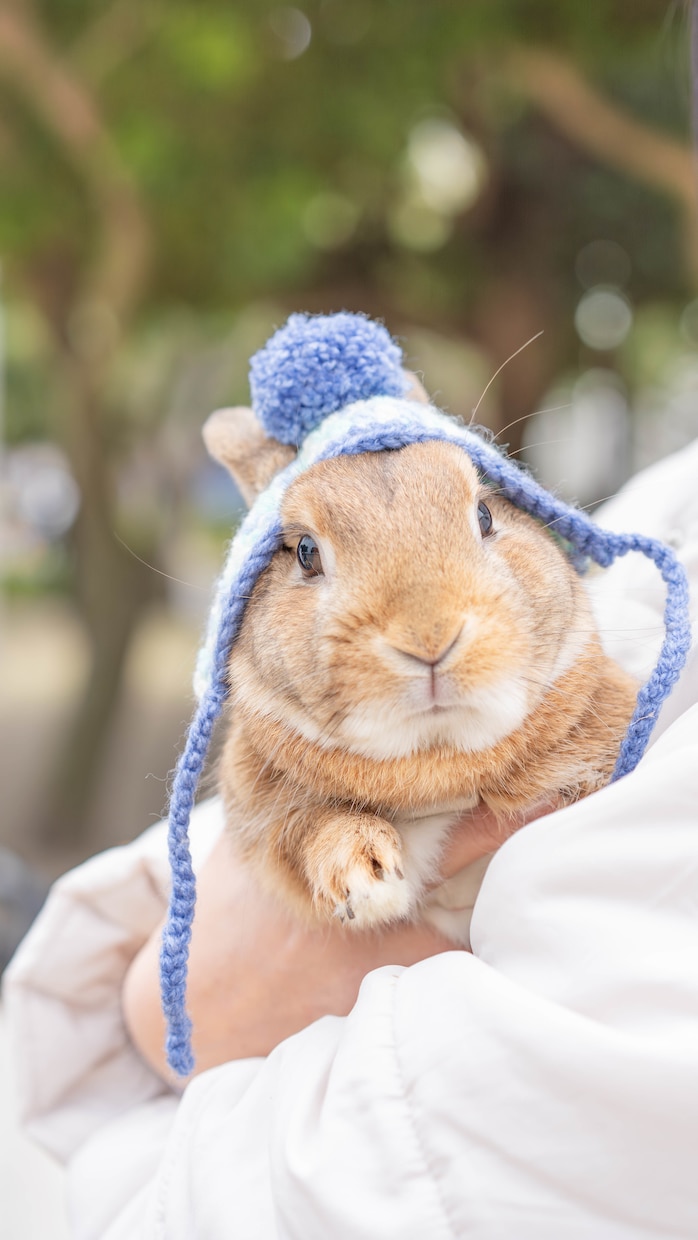 ペットフォトグラファーが可愛い一瞬を撮影します 何気ない毎日が、かけがえのない思い出になりますように イメージ5