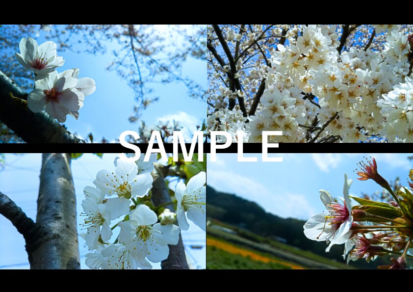 気軽に使えるワイドサイズの「春の花」写真提供します HPやブログなどの素材にどうぞ・蕾写真があるもの含めて24枚 イメージ6