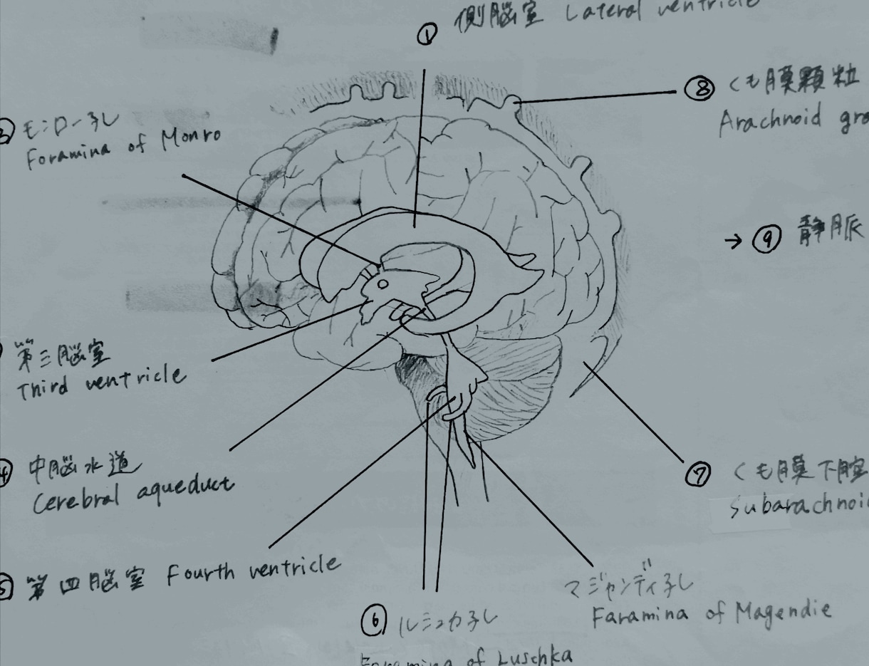 分かりやすい手書き医療系イラストを提供します 医療医学系の方向け！難しい医学をイラストで説明しませんか？ イメージ9