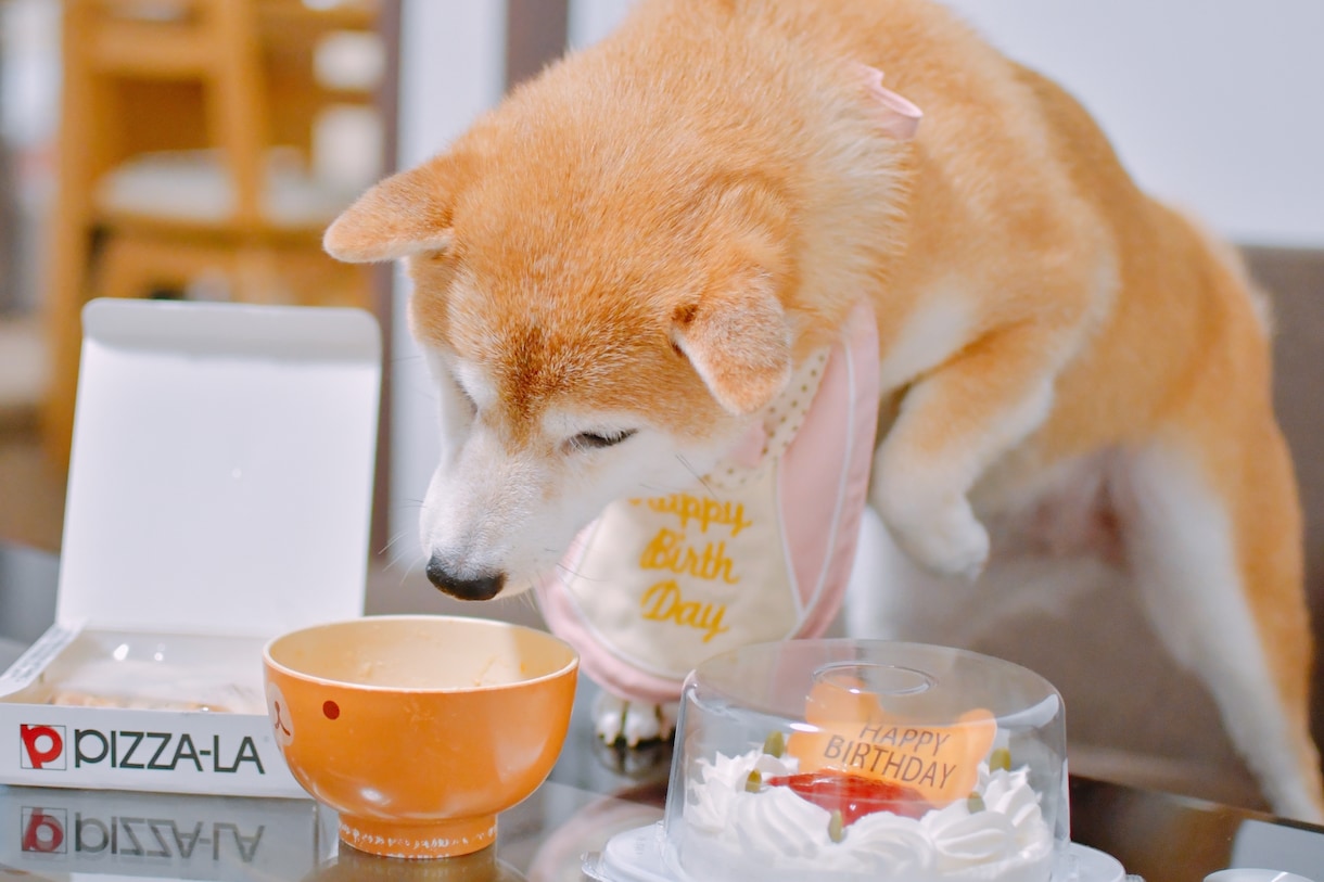 可愛い！ペット写真撮ります ペットの豊かな表情を！6hまで選択可能です！ イメージ2