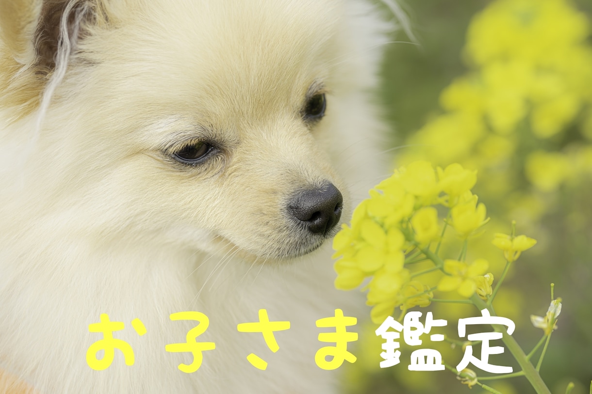 四柱推命お子さま鑑定⭐子育てが楽になります お子さまの本質を知り、今日から出来る関わり方をお伝えします イメージ1