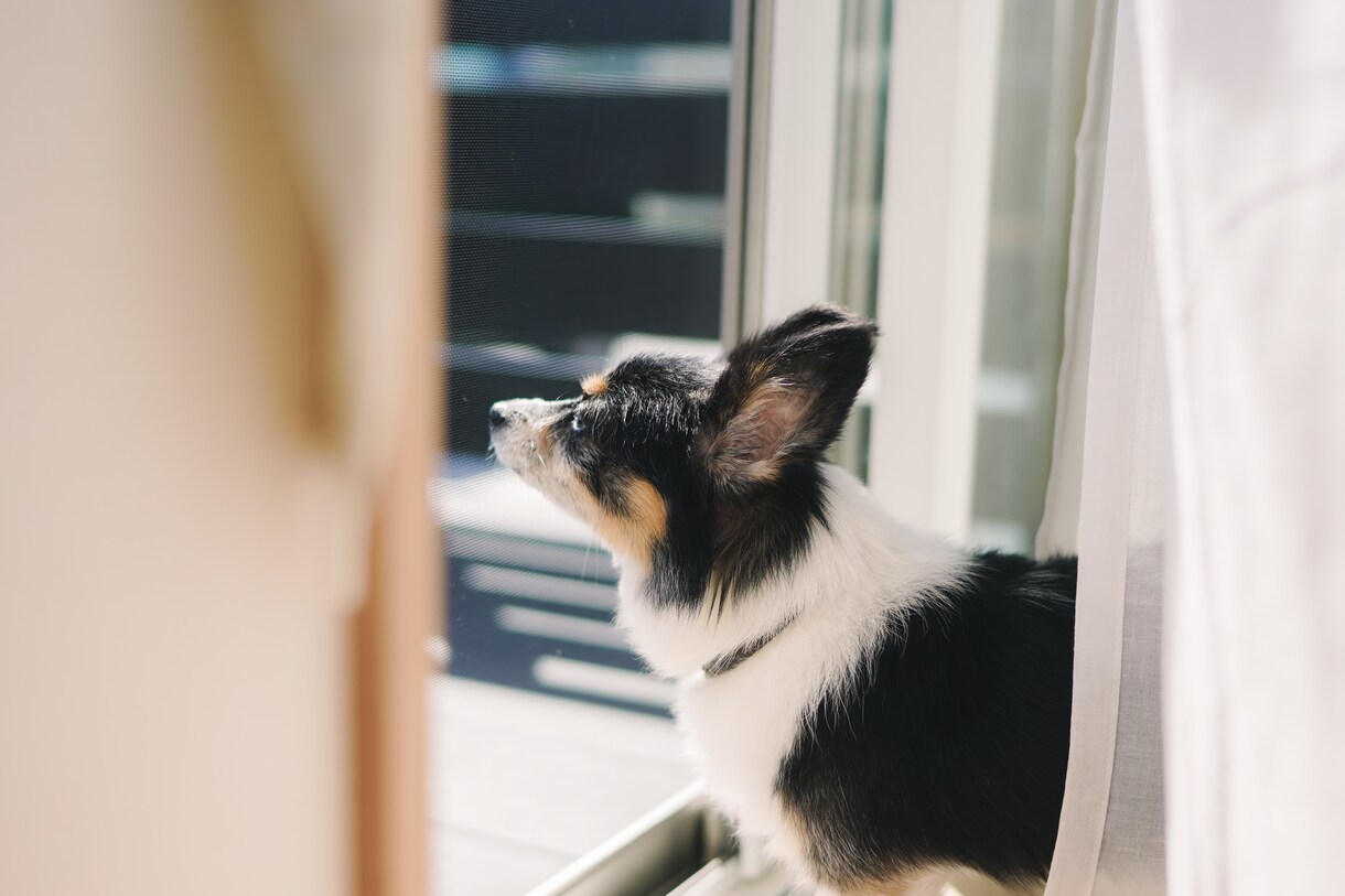 わんちゃんのお困りごと、お聞きします 人も犬もたのしくハッピーな生活を☆ イメージ1