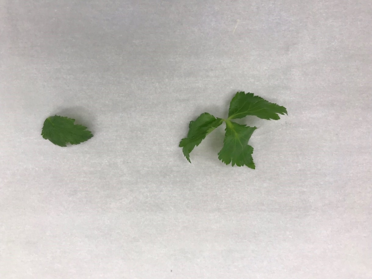 料理に使うハーブの組み合わせを教えます ハーブ花をメインに使うフランス料理店で働いた経験をもとに イメージ1