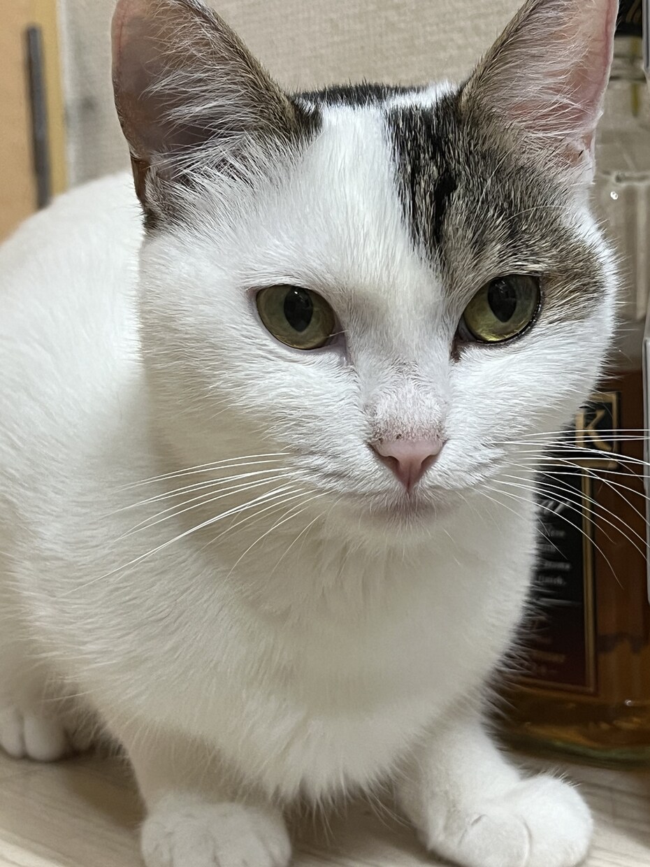 シンママ！きなまろ愚痴やお悩み相談等お話聞きます ♪♪1人で抱え込まずにお話してくださいね。 イメージ4