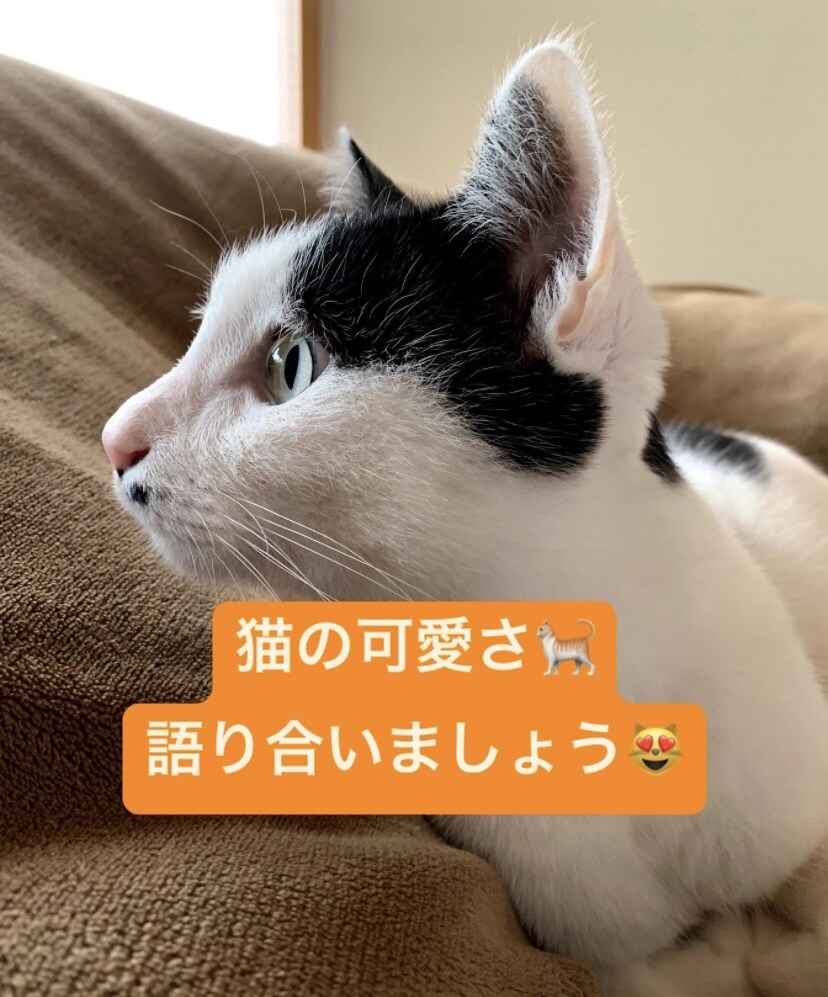 猫の可愛さを語ります 猫の可愛さを一緒に語りませんか？猫、可愛すぎる♡ イメージ1