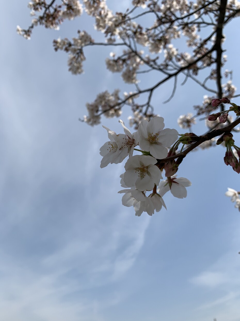 ちょっとしたことに使いたい風景写真編集します SNSやスマホの壁紙などに使う写真を鮮やかに！！ イメージ3