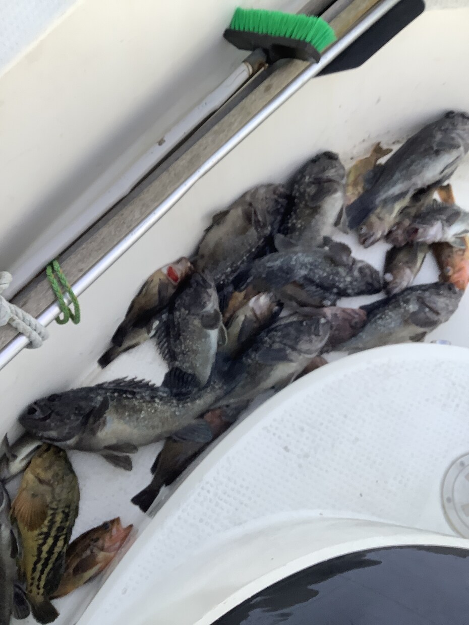 ボート釣りノウハウ教えます 釣り歴30年プレジャーボート乗ってます。 イメージ6