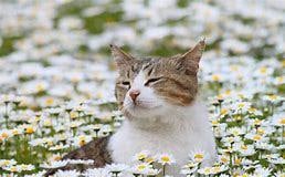 外猫との共生をサポートします 地域猫活動、ＴＮＴＡ、、猫に関するお悩み、、共生の意識共有 イメージ2