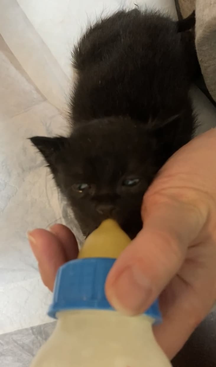 保護子猫の育て方（初心者歓迎）丁寧にサポートします 乳飲み子猫の命をつなぐ技術と知識、伝えます,ﾟ.:｡+ﾟ イメージ8