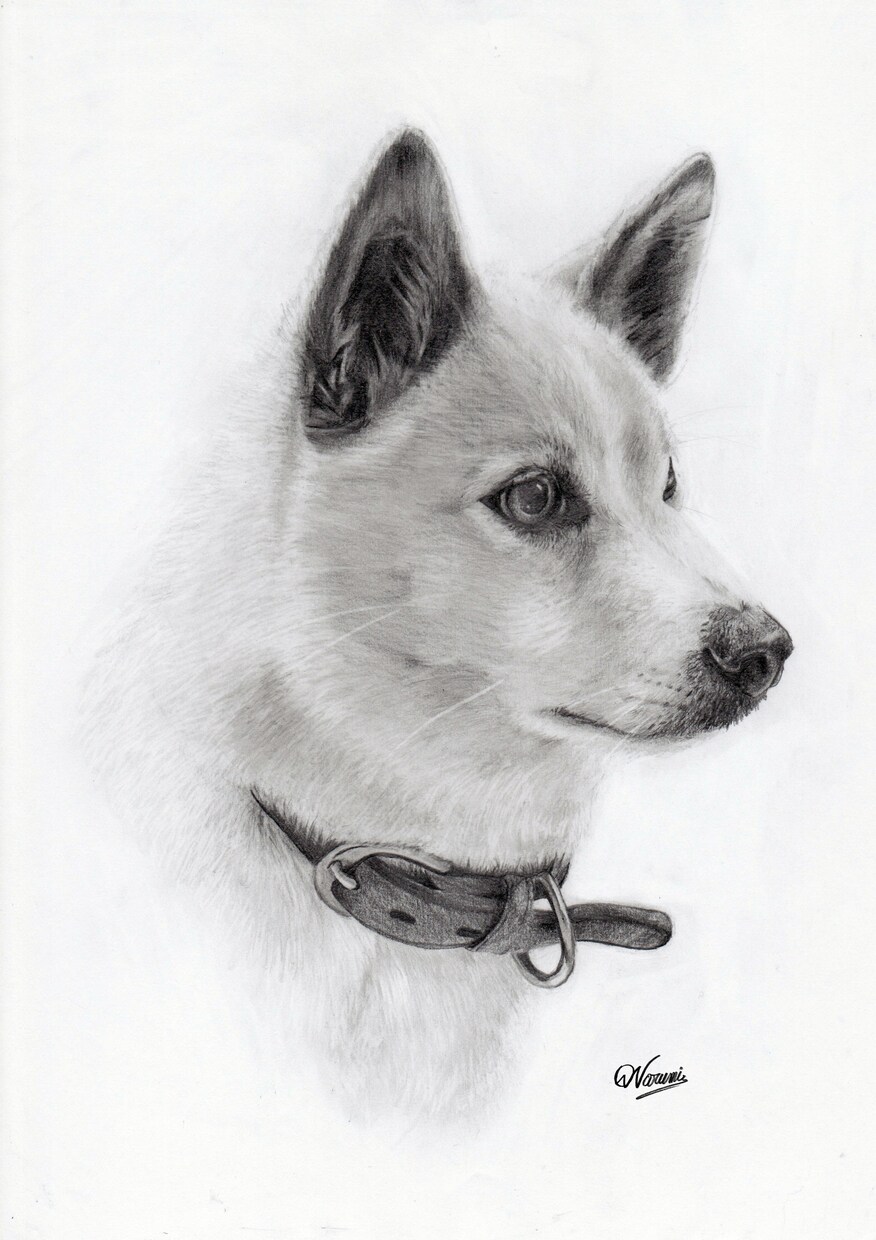 ペット・動物の【鉛筆画】を作成します 犬猫小鳥うさぎなど、プレゼントやご自宅用に。 イメージ4