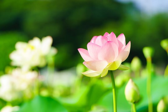 あなた専用 1週間ヒーリングをお送りします 毎朝のヒーリングであなたをサポート イメージ3