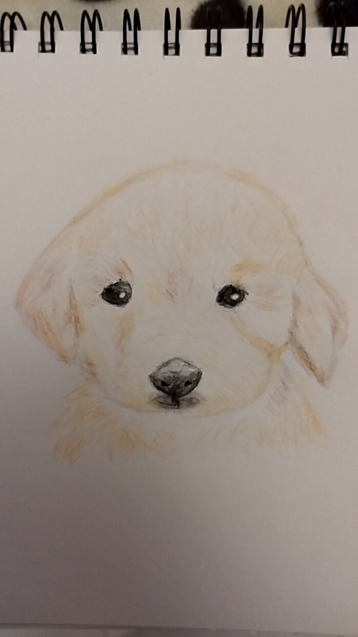 ワンちゃんのイラストを水彩色鉛筆で描きます 一点一点、気持ちを込めて描きます。 イメージ7