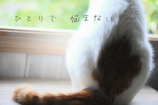 脱走した猫の探し方を状況別に具体的にお伝えします 初動で発見率は大きく変わります。まずは落ち着いて相談を イメージ1