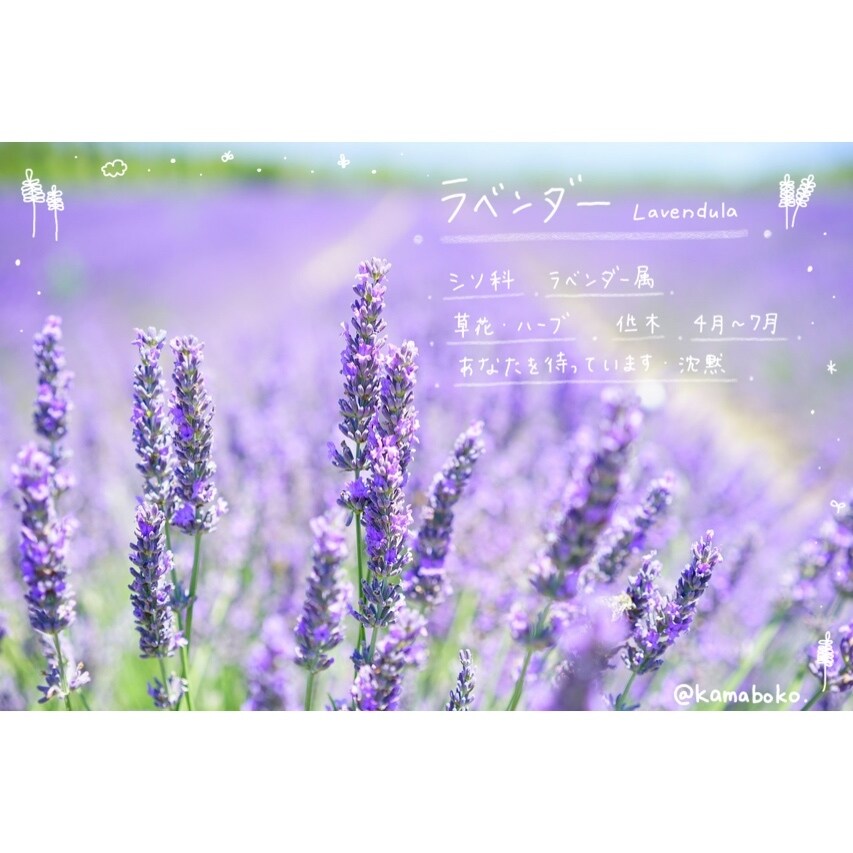 あなたの写真にゆるふわらくがきしちゃいます プレゼントや思い出をいつもと違う形で イメージ4