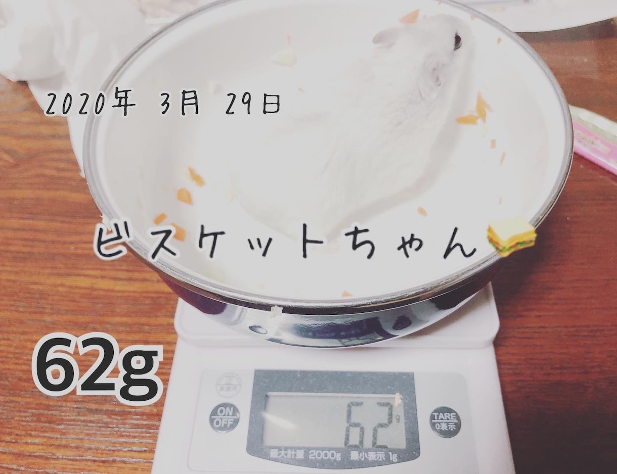 ハムスターの相談に乗ります 薔薇です。お世話になってます。ハムスター飼ってます。 イメージ5