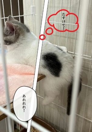 大切なペット写真集をペーパーバックで制作します 一緒に過ごす幸せ　癒しと笑顔の瞬間を写真集で残そう イメージ3