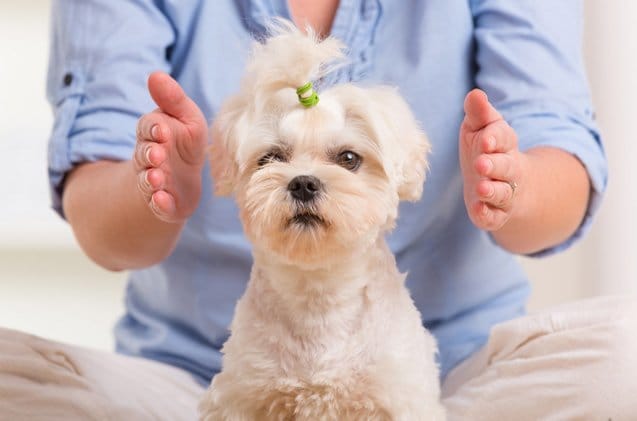 ペットちゃんを霊氣ヒーリングで癒します 小さな家族を癒してあげたい方へ イメージ1