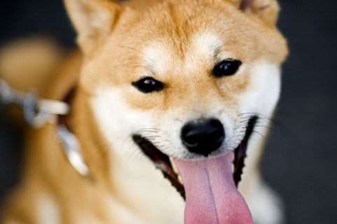 愛する人形やペットに代わって貴方へお手紙を書きます 愛しいぬいぐるみやペットの心の声を聴き、想い出話をしませんか イメージ1