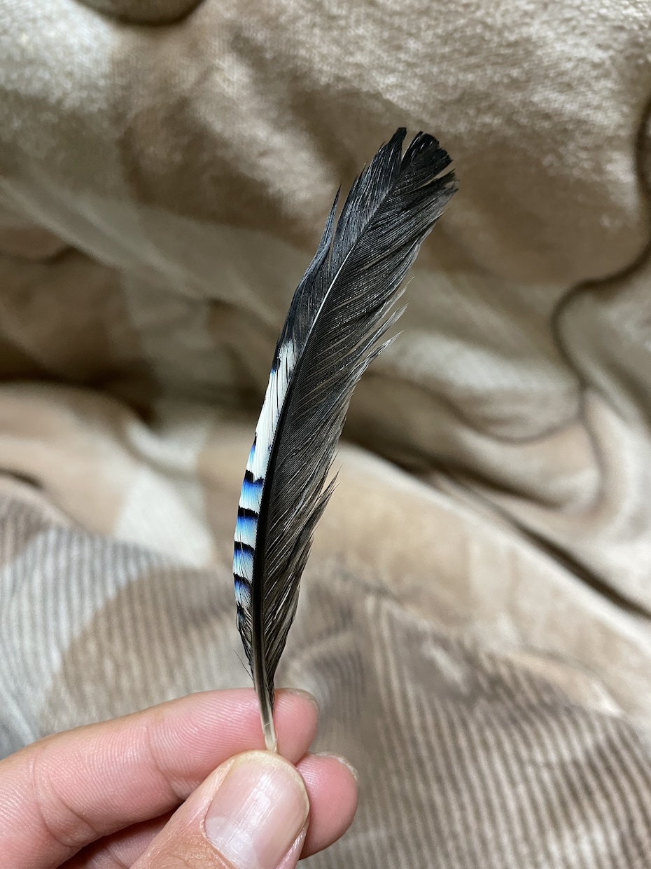分からない野鳥教えます 〜初心者から最短で野鳥博士になりませんか？〜 イメージ10