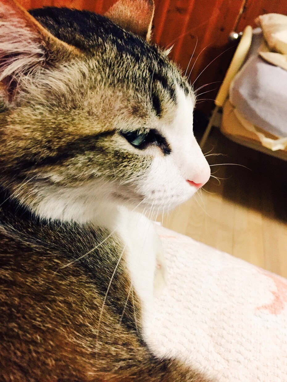 疲れた心を猫の癒しで満たします 癒しや元気が欲しい猫が大好きなあなたへ イメージ2