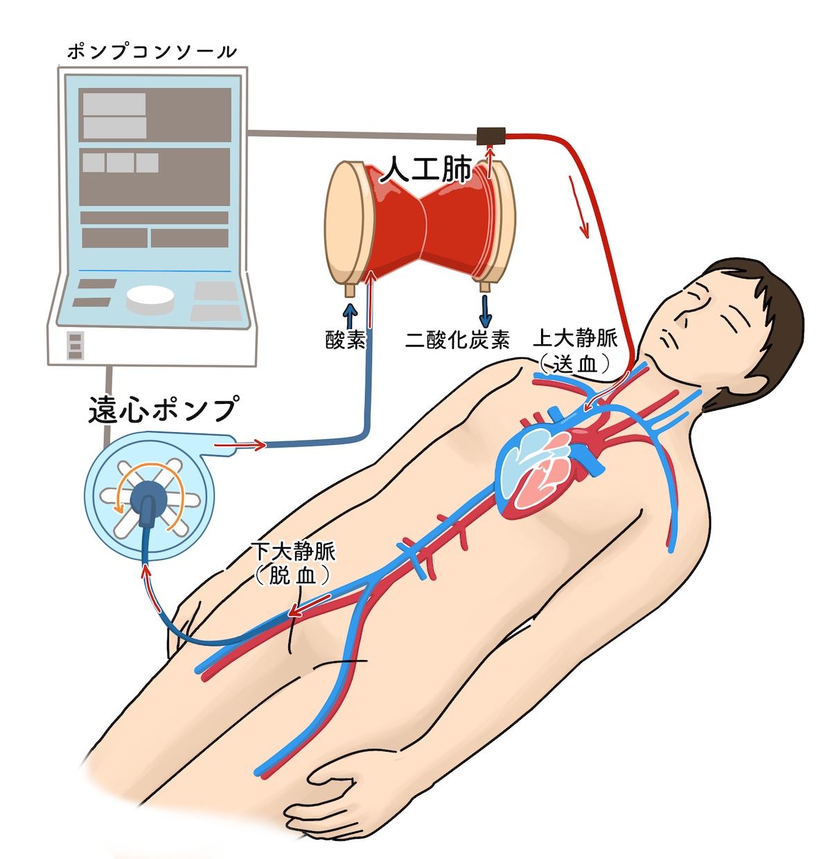 分かりやく見やすい！医療・解剖イラストを作成します 医療系イラスト実績あり！WEB・資料・論文作成をサポート！ イメージ9