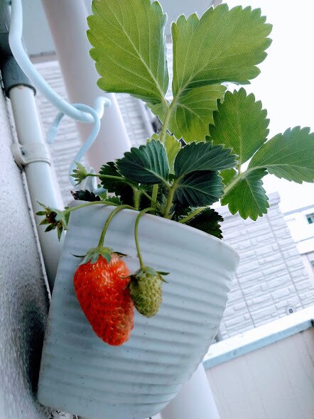 ベランダ菜園・家庭菜園をプロデュースします 初心者OK！必要な資材から育て方まで一括サポート！ イメージ3