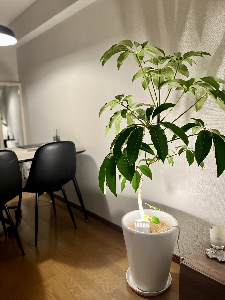 植物のプロが観葉植物のお悩みに答えます 元代官山の花屋の店長がアドバイス イメージ1